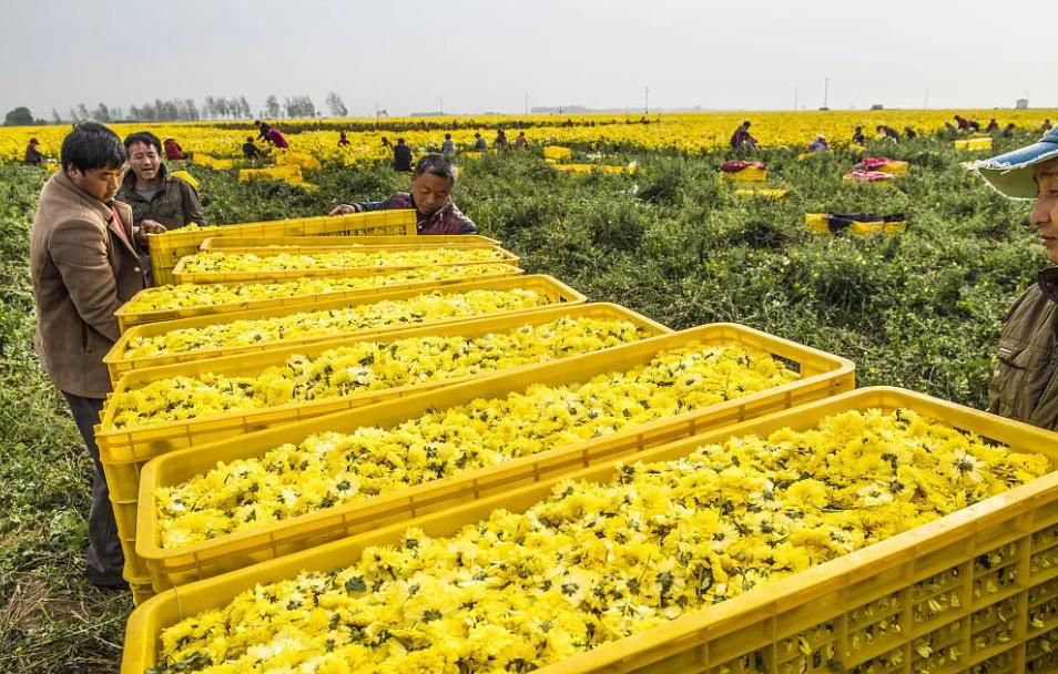 哪的菊花最正宗,什么品种的菊花最好吃