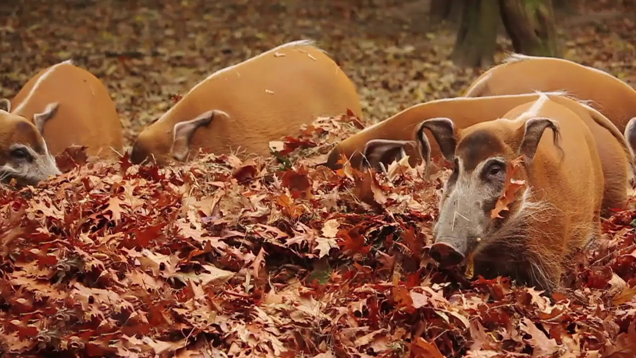 非洲红河猪种群泛滥,数量高达700万头,为何不将其引进中国?