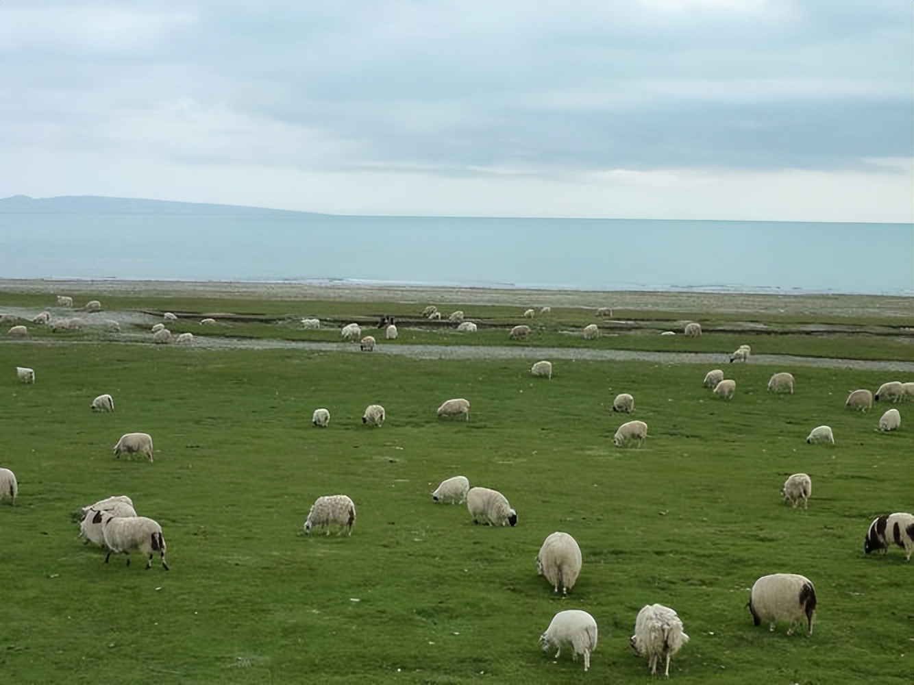 狼殇：会有人相信狼才是草原守护神么？