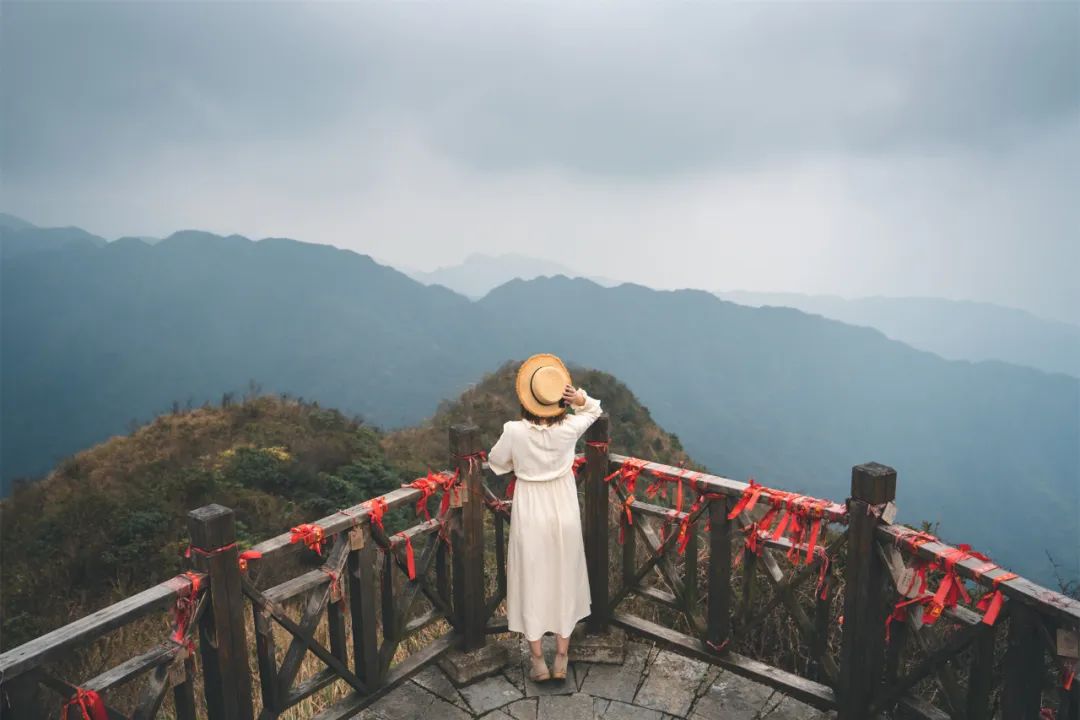 猫咪走太空步原视频最火,猫咪壁虎漫步视频