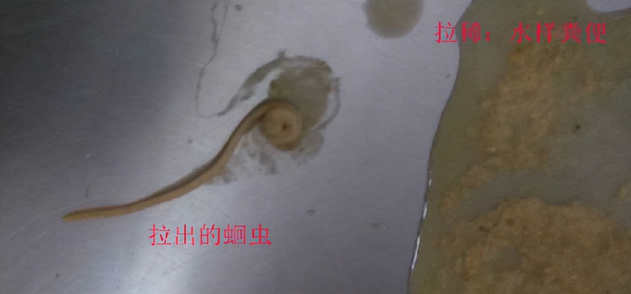 猫咪呕吐拉稀怎么办？五招教你搞定它