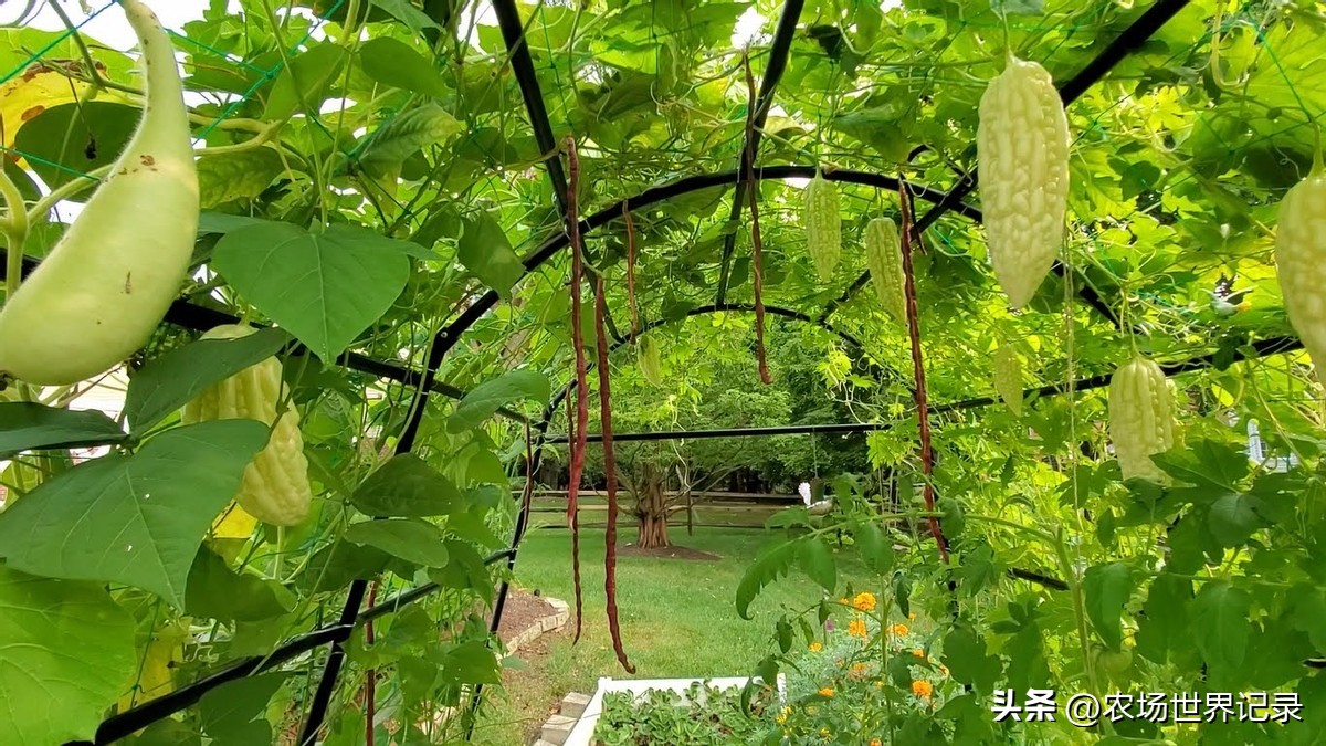 最高效庭院经济模式,发展庭院经济的模式