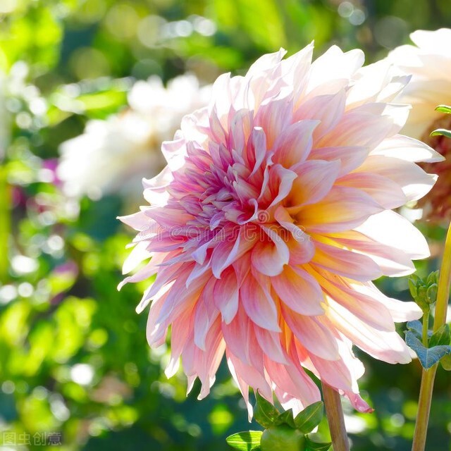 菊花栽培和繁殖方法,菊花可以用种子繁殖吗
