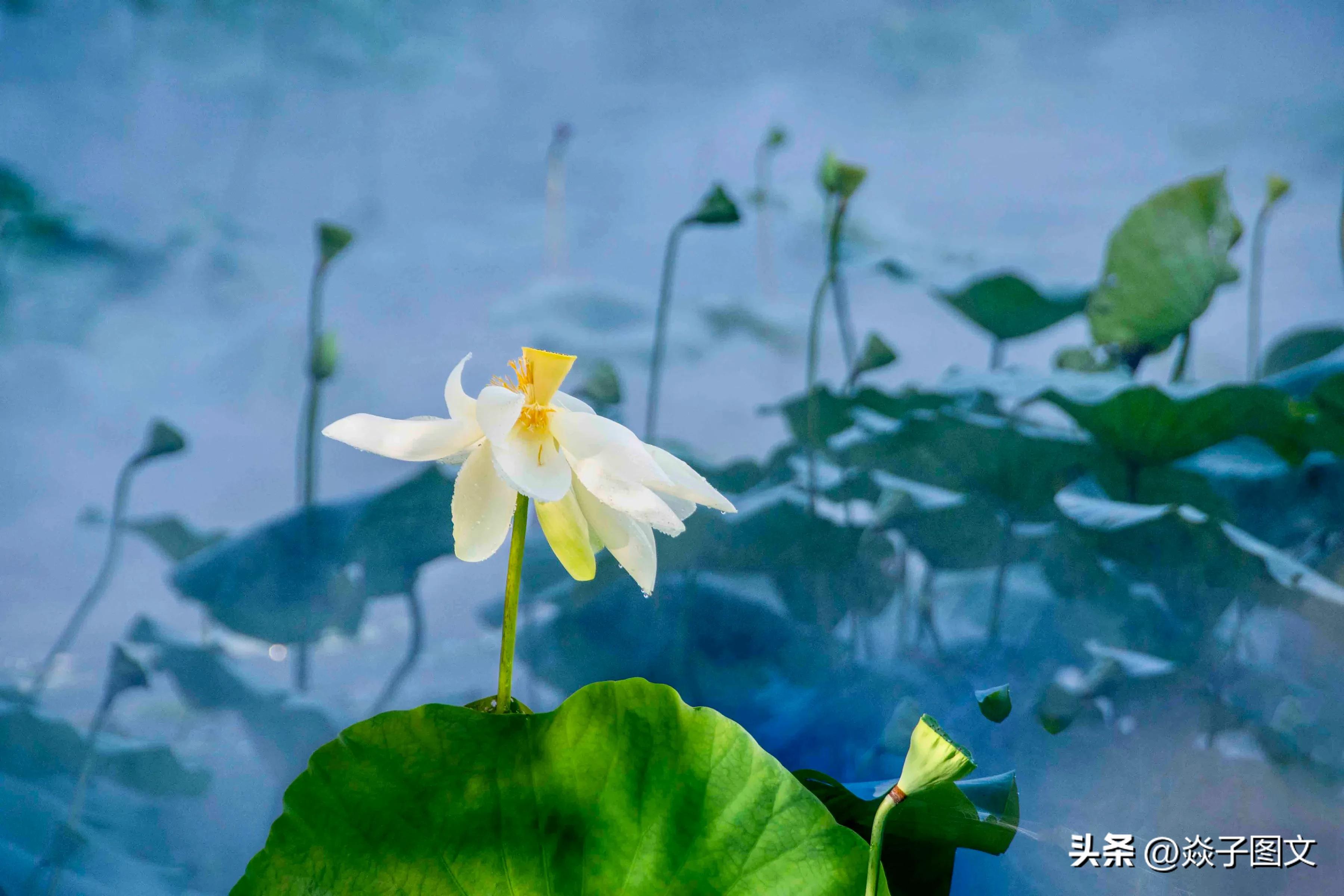 不嫁春风的俏“姑娘”，美爆了深圳这一湖一园