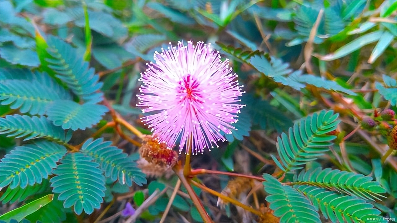 为什么碰含羞草会让毛发脱落,有含羞草需要注意什么