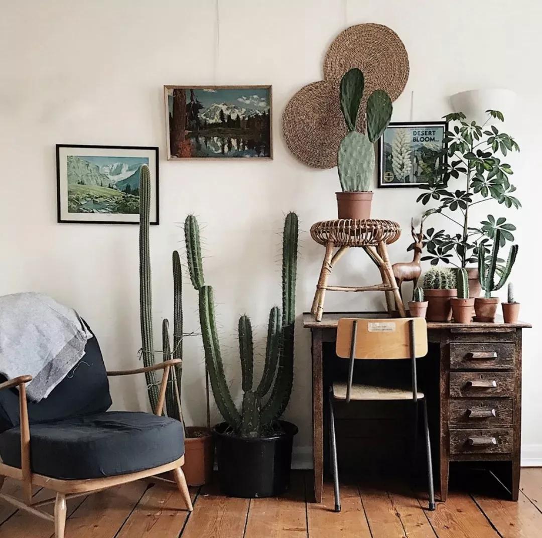 客厅实用盆栽植物有哪些,客厅一般放什么植物盆栽比较好