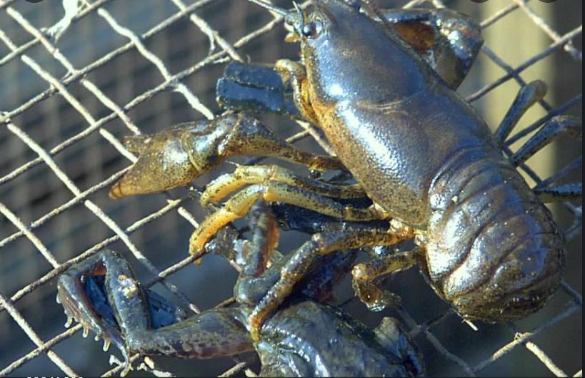 原来龙虾有这么多种你吃过哪些呢,蝲蛄和小龙虾的区别哪个好吃