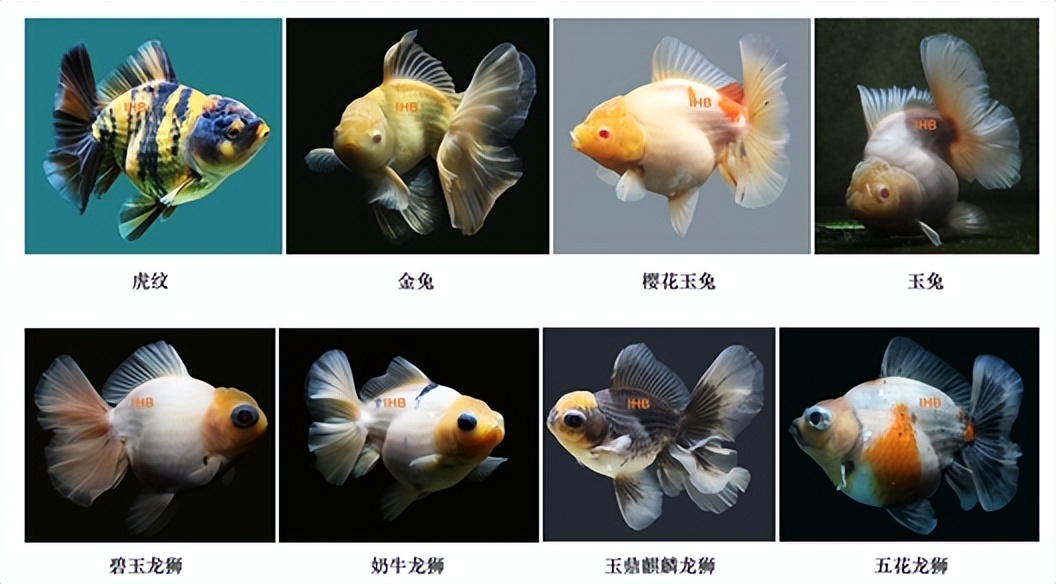 适合从上往下看的金鱼有什么品种,各种金鱼的品种图片