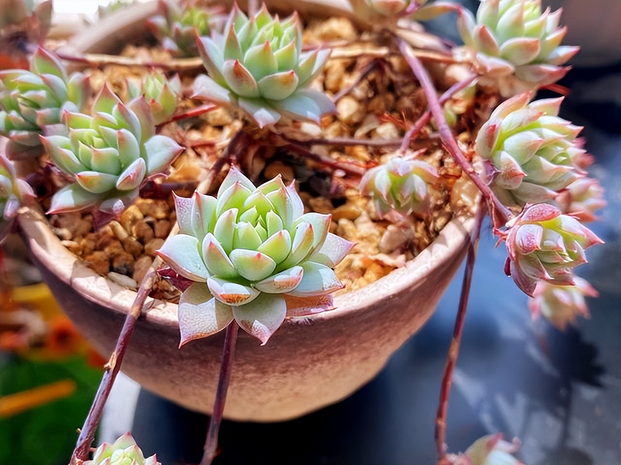 多肉植物能够吸附甲醛,多肉植物有吸甲醛功效吗