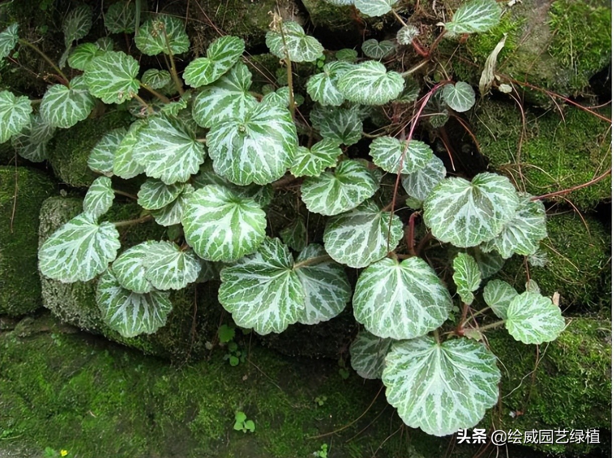 适合室内养的带香味的花避坑,厕所养什么花最好看耐养
