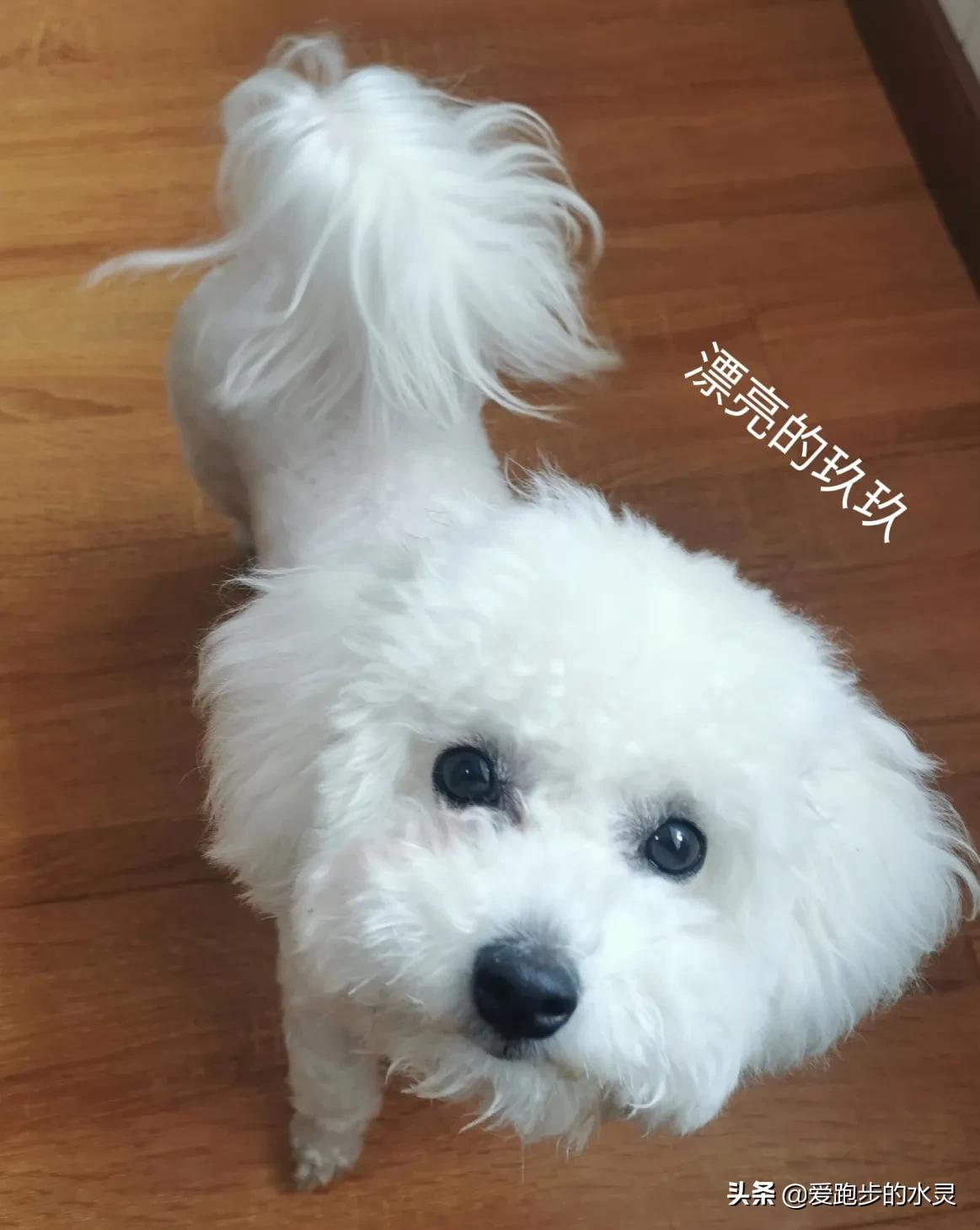 比熊犬的特点和爱好是什么,比熊犬好养吗适合陪伴孩子吗