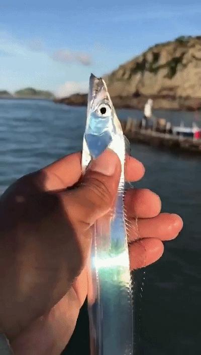 带鱼每年捕捞多少吨,带鱼产量逐年减少它会被吃灭绝吗