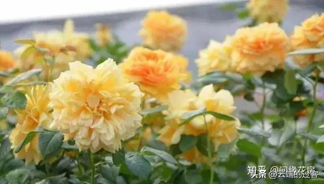 1到99朵玫瑰的含义图片,1到99朵玫瑰花语是什么