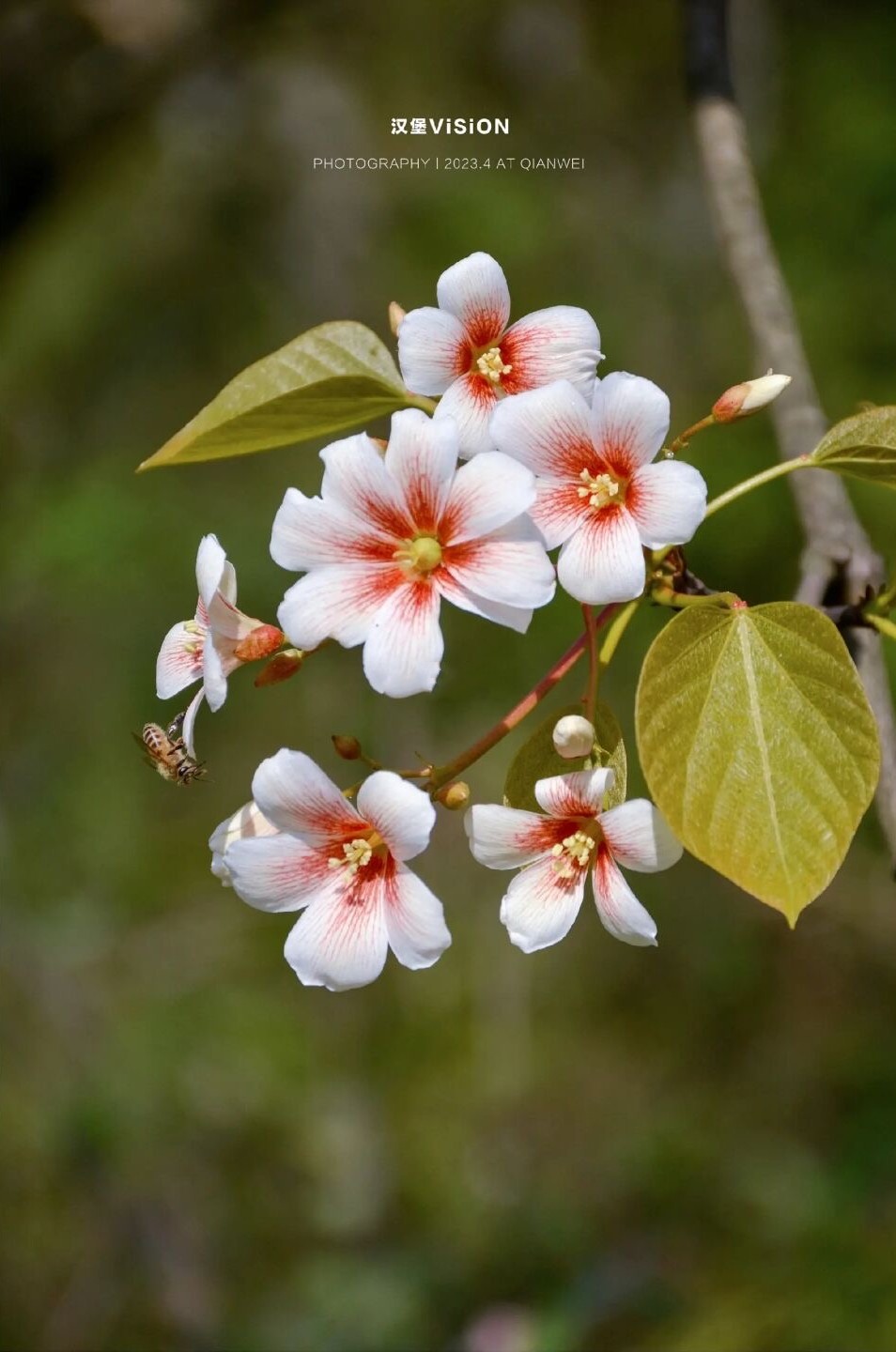 成都芍药花海景区,成都市内芍药花海