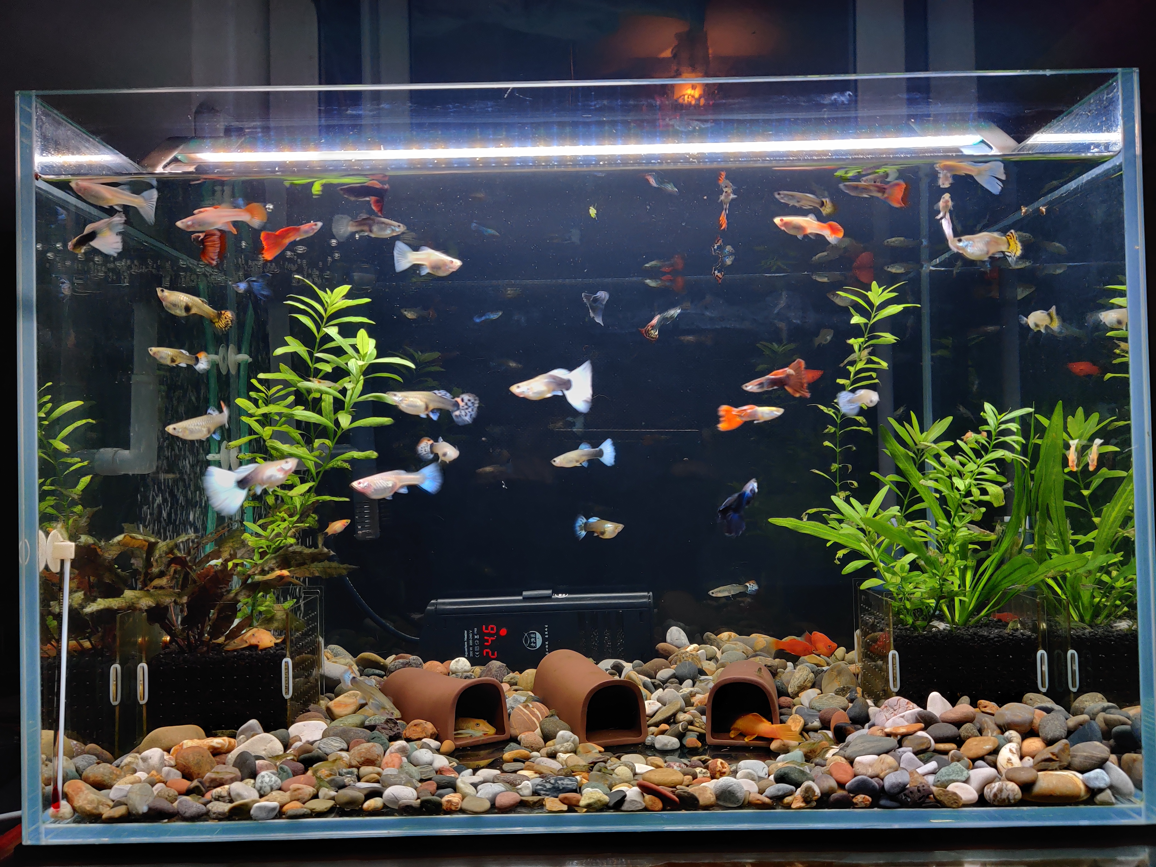 鱼缸里养苹果螺可以放水质稳定剂,什么螺可以净化鱼缸水质