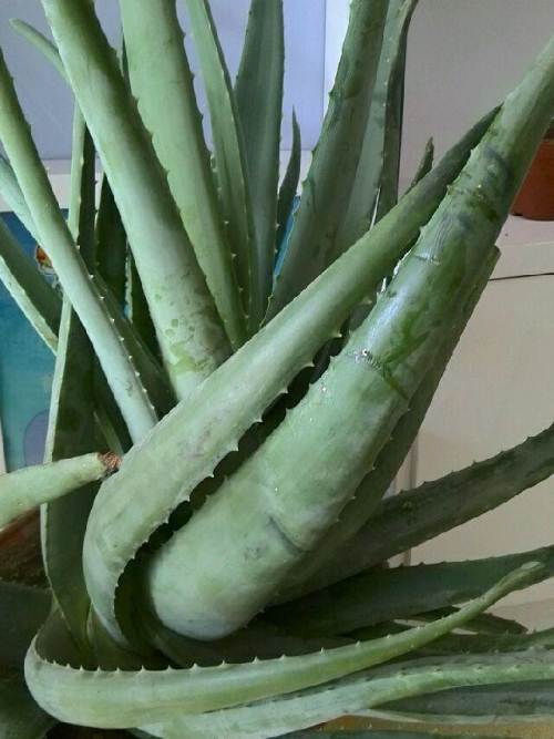 喜欢养花的人更养人,喜欢养花的能不能养猫