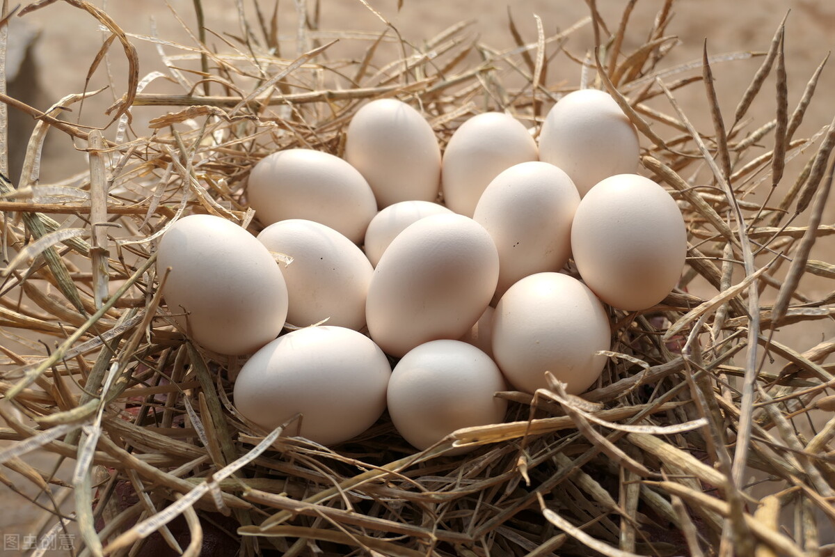 五十只母鸡,五百只老母鸡