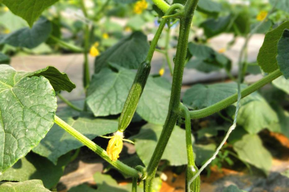 夏天阳台种植不生虫害蔬菜排名,蔬菜种植除虫小妙招