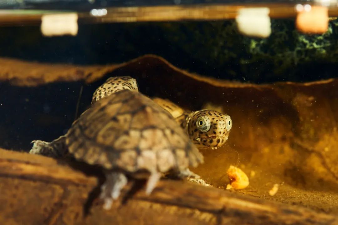 新手养龟的十大建议,养龟的30个小知识看看会有用的