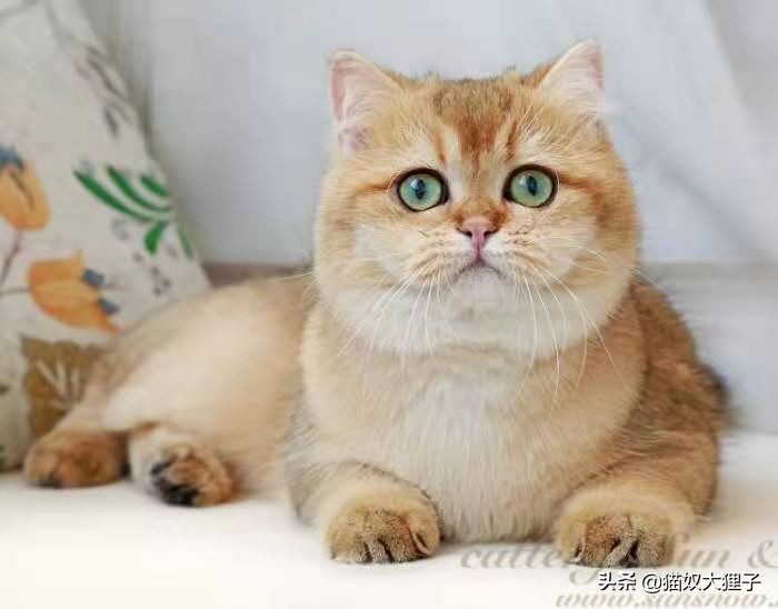 家庭养猫如何繁殖挣钱,养猫繁育能赚回成本吗