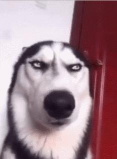 胆子大的猛犬,胆子小的猛犬