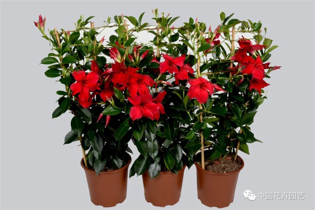 鑺卞崏鍝佺灞曠ず,鏂颁紭鑺卞崏鍝佺灞曠ず