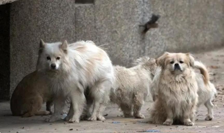 台湾女子给狗狗安乐死,16年的狗安乐死