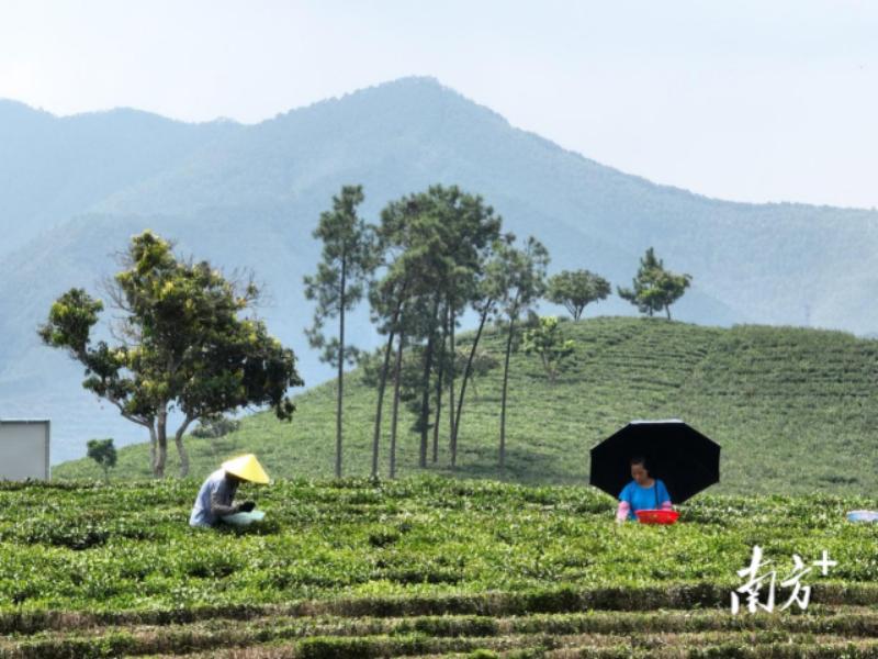 惠州美丽田园风光,惠州美丽乡村风景图片