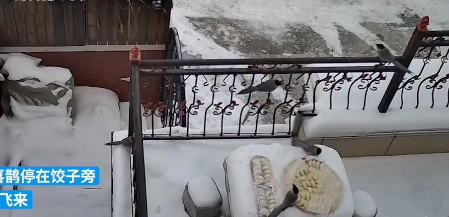 东北室外冻饺子被喜鹊叼走原视频,室外冻饺子被喜鹊叼走