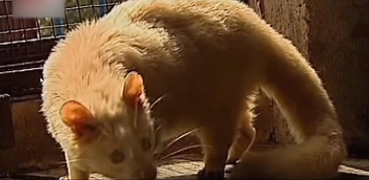 老农发现新物种,江西老农抓到神兽六不像