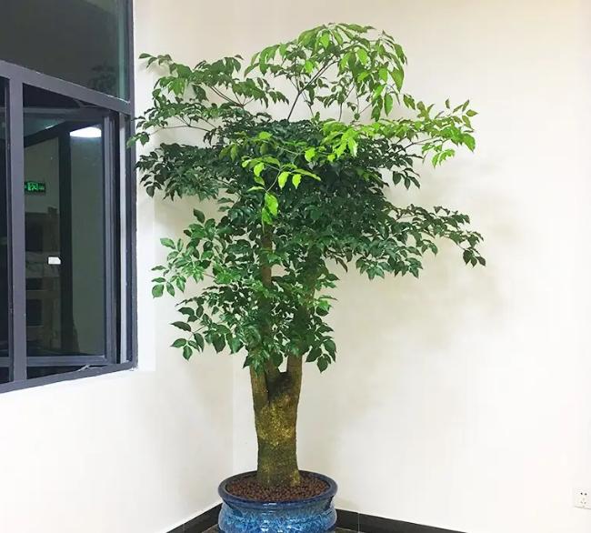 富贵树怎样才能更旺盛,富贵树怎么养才能旺盛