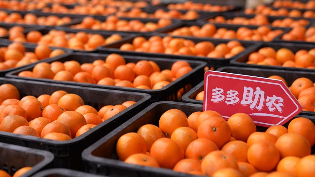 商务厅农业农村厅联合主办，拼多多“农云行动”落地第一水果大省