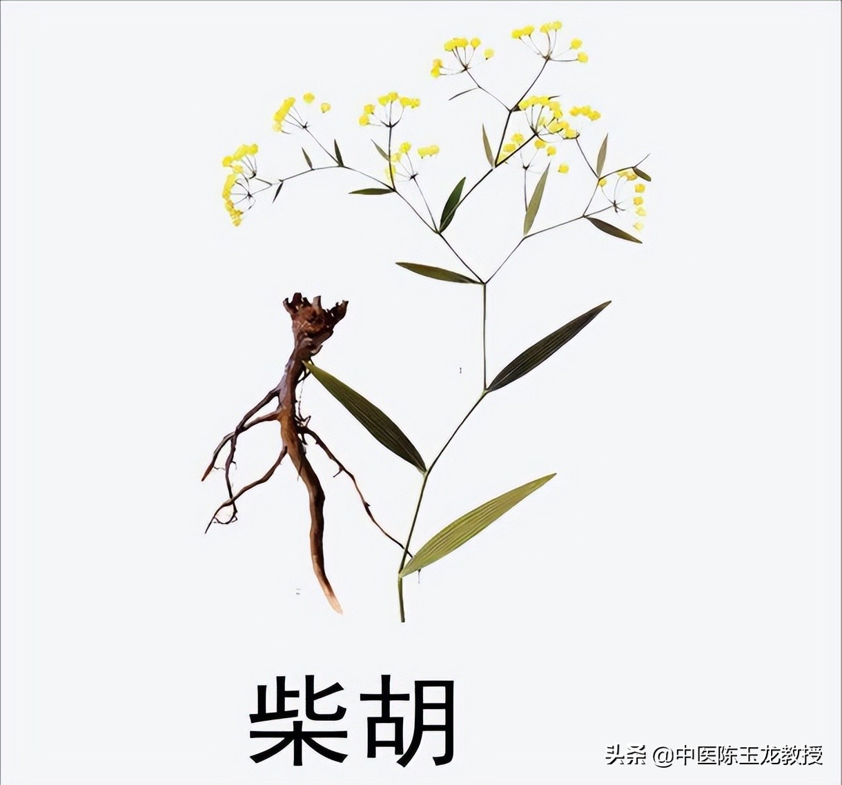 上焦湿热失眠目赤,肝胆湿热所致头晕目赤耳鸣耳聋