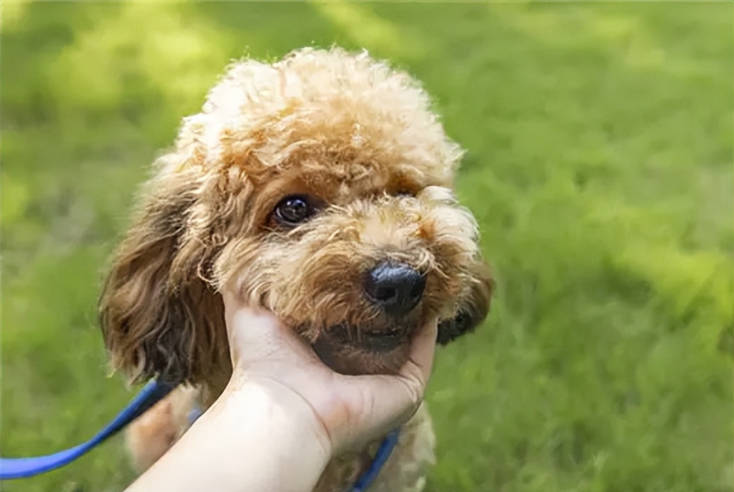 为什么狗狗不喜欢强制跟主人亲亲,狗狗不亲近其他人