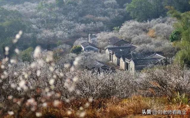 普宁老仙洞梅花盛开,普宁赏梅花最佳地点