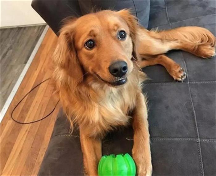 六种最常见的狗狗图片和名字,12种超惹人喜爱的狗狗你认识几种