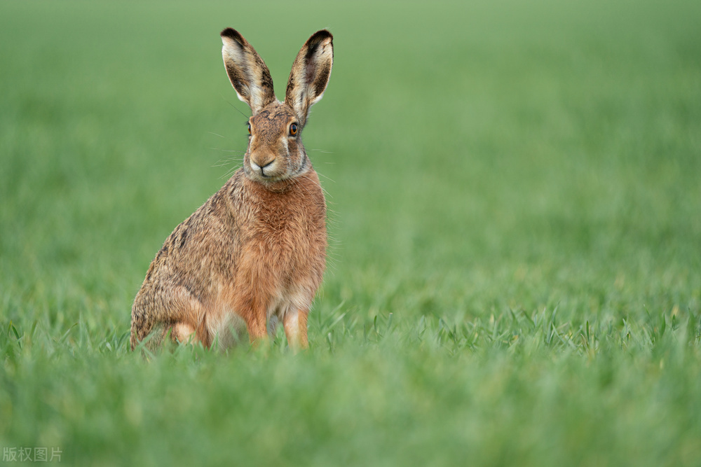 野兔一般在什么情况下才能生存,野兔繁育期间会常出来觅食吗