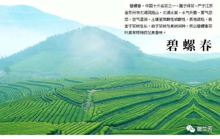 全国十大魅力茶乡有哪里,美丽的家乡茶乡