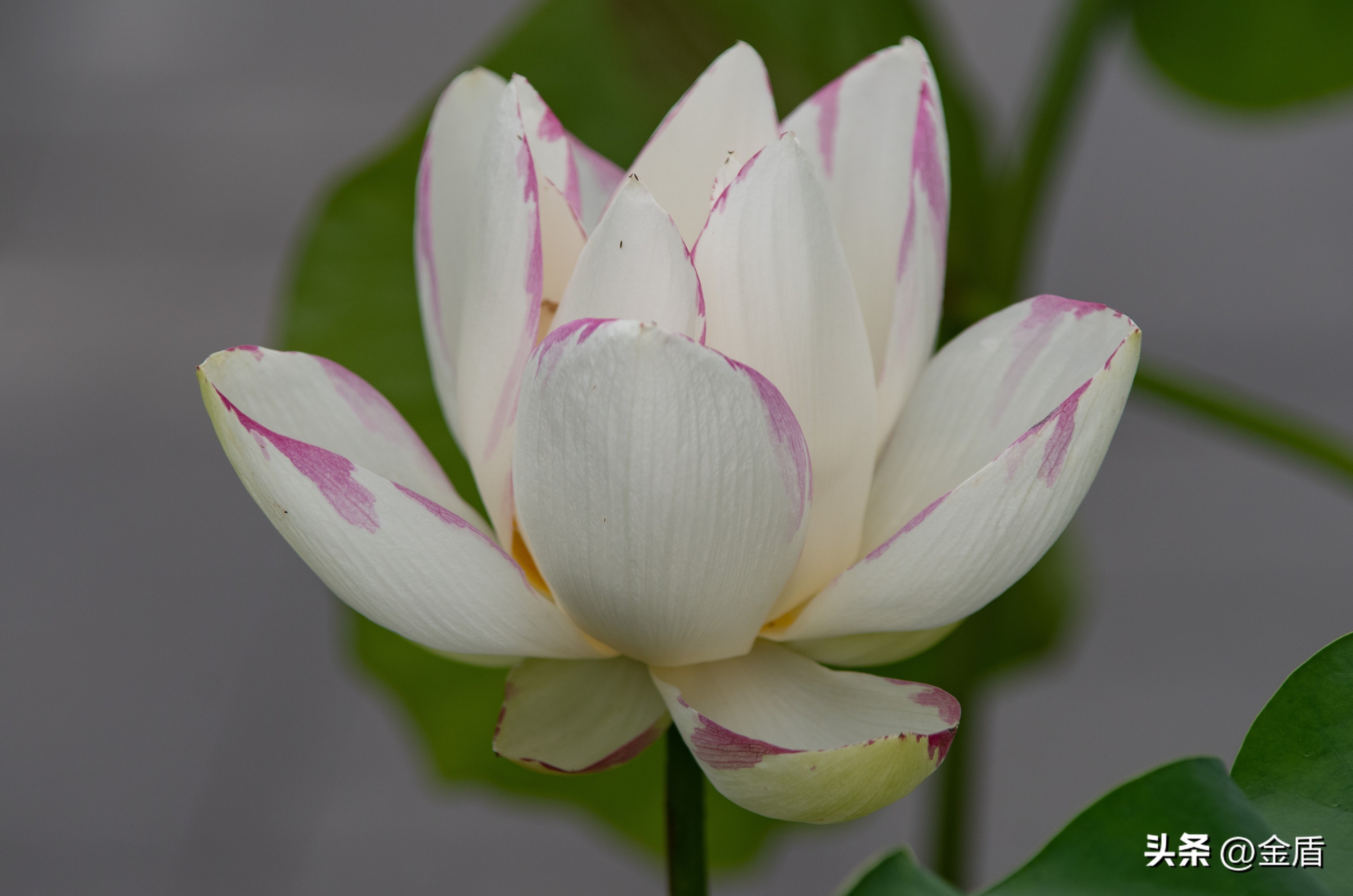 荷花的品格精神有哪些,荷花内在精神品质