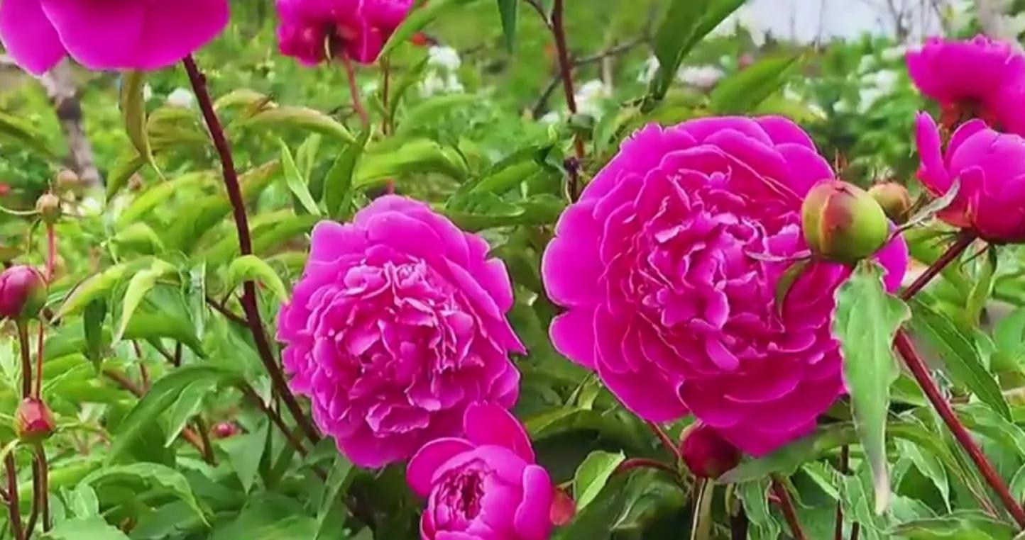 为保护宠妃他将马车转向王妃,为保住公主皇帝抛弃女儿