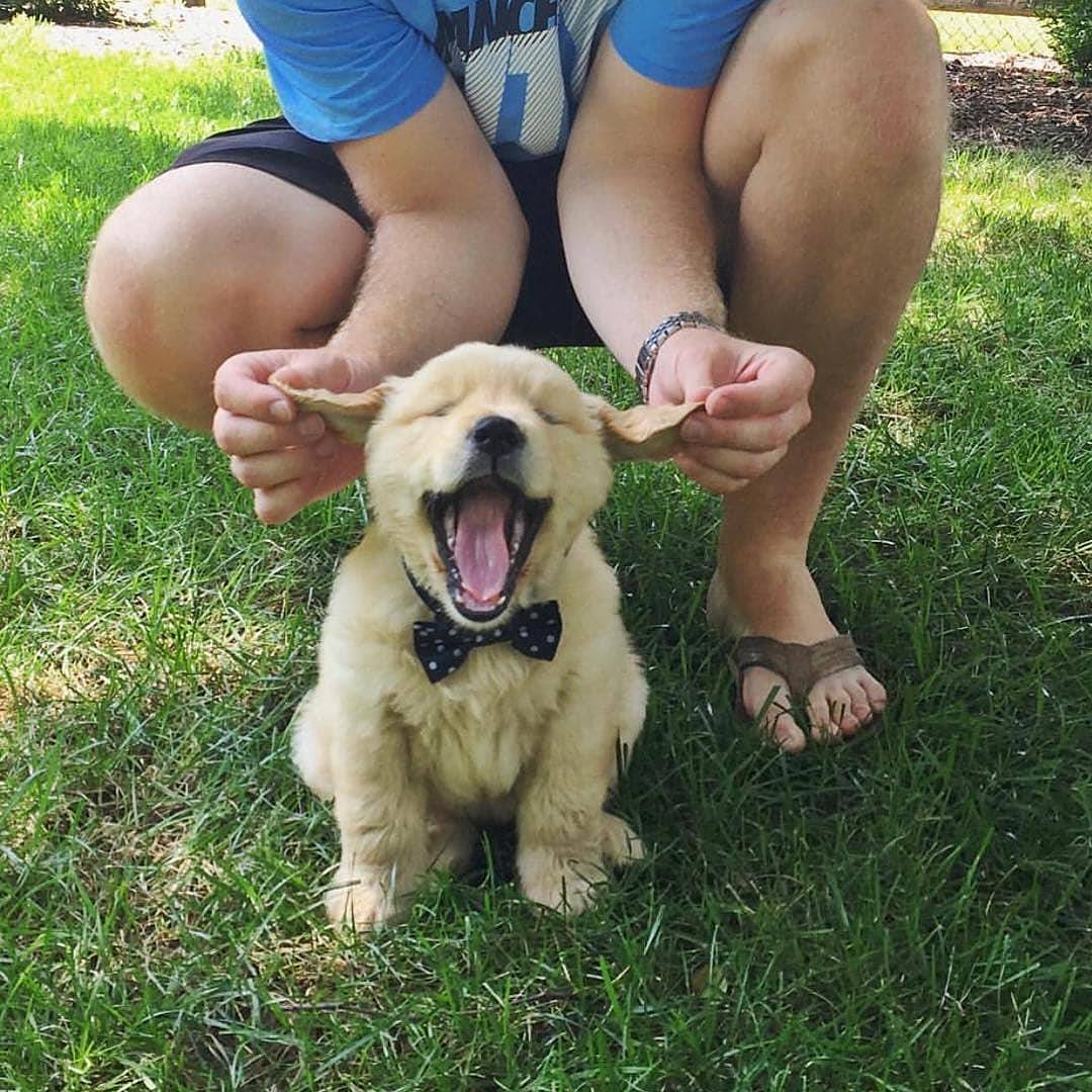 怎么让狗狗有安全感睡觉,宠物狗没安全感的几种表现