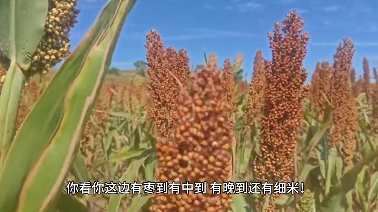 少年说母爱,妈妈小小说