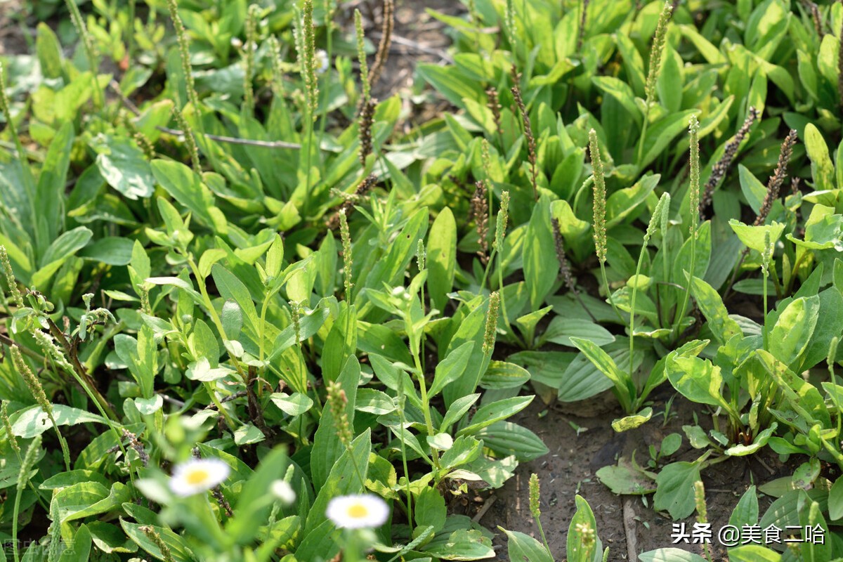这3种野菜春天食用既美味又养生,北方地里春天都有哪些野菜可以吃