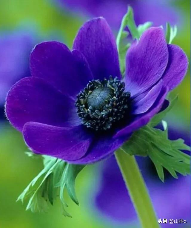 各种各样的鲜花尽情开放争芳斗艳,各种颜色的鲜花开得好美丽动人