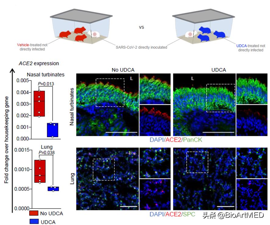 靶向FXR信号的SARS-CoV-2预防新策略​