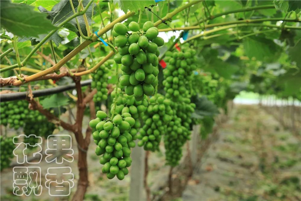 农业创收有妙招,农业应该怎么赚钱