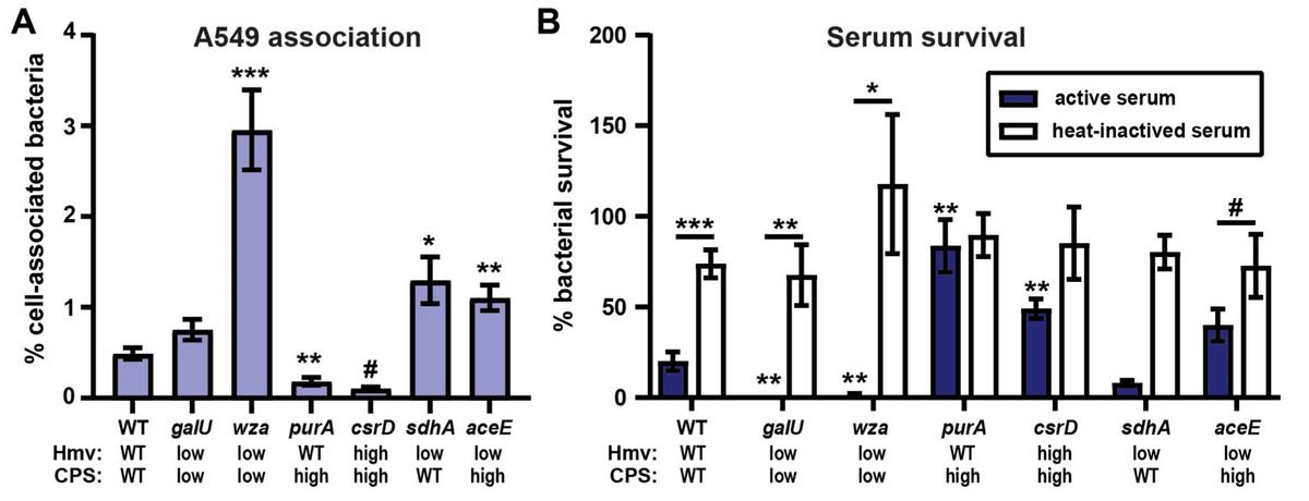 转座子随机插入突变体库——获得新靶点的绝佳方法