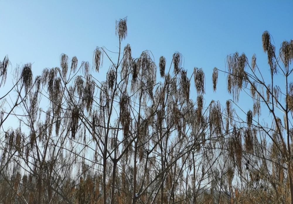 坦克300雪地驾驶用什么模式,坦克300雪地测试