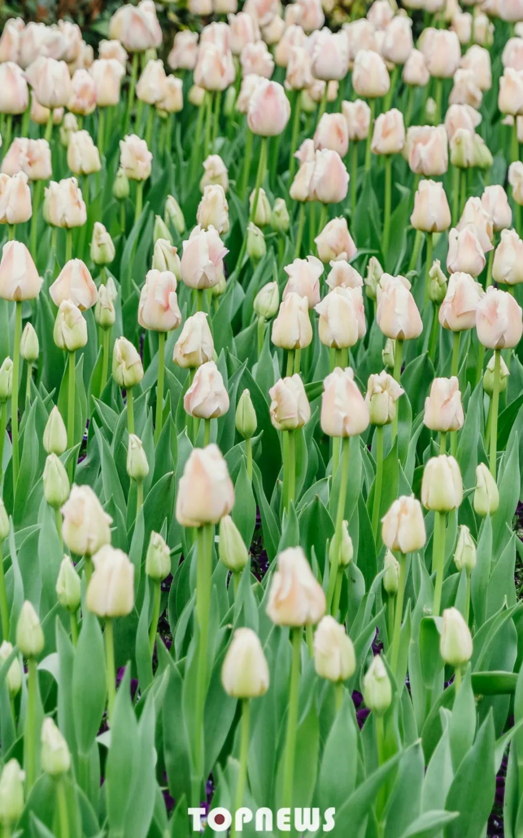 实用全上海532家公园攻略速速收藏,上海攻略必去的公园