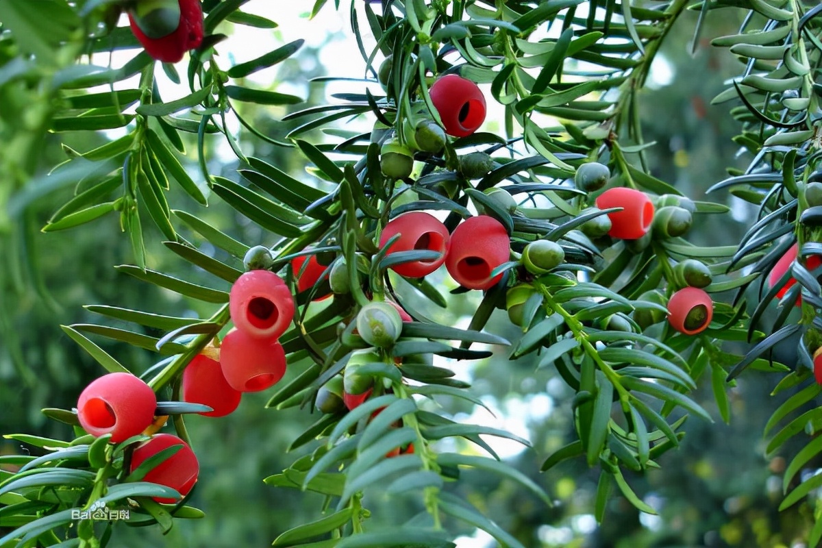 千年红豆杉被盗,40多棵树被人偷伐属于刑事案件吗